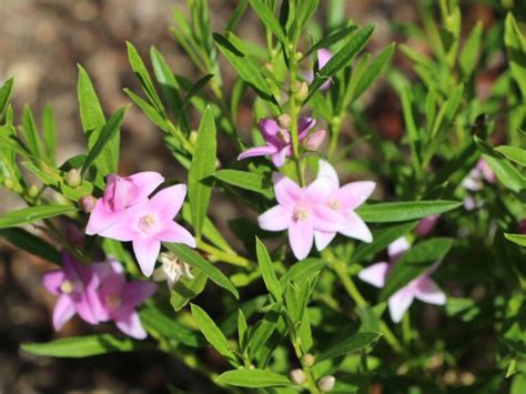 Crowea Saligna ‘rosy Glow Gardening With Angus