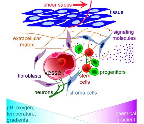 Schematic Representation Of The Main Components Of Stem Cell Niches And