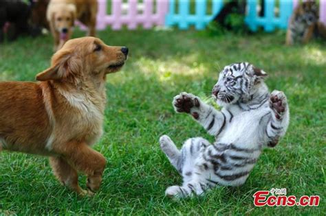 White tiger cub and puppies best friends | FunFeed