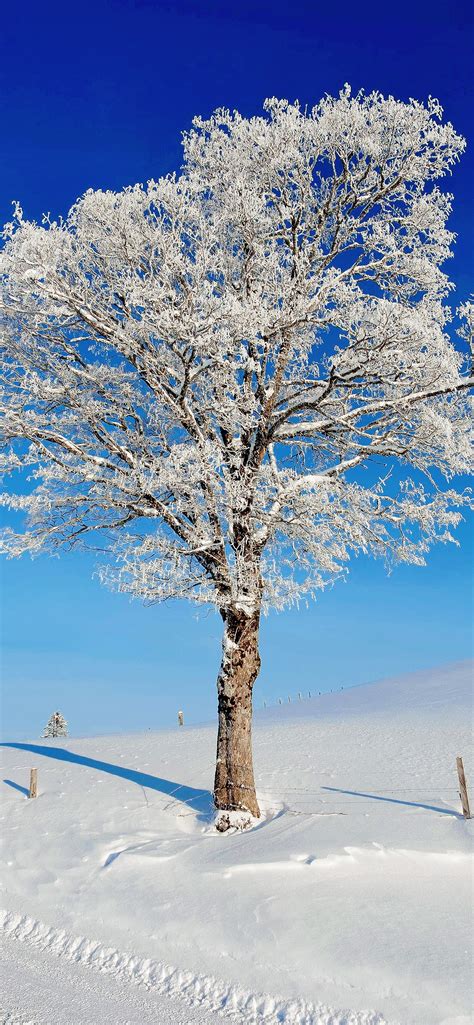 Wallpaper Nature Snow Cellphone Trees Vertical Winter 1242x2688