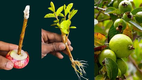 How To Propagate Guava Tree From Cutting With Onion How To Grow Guava