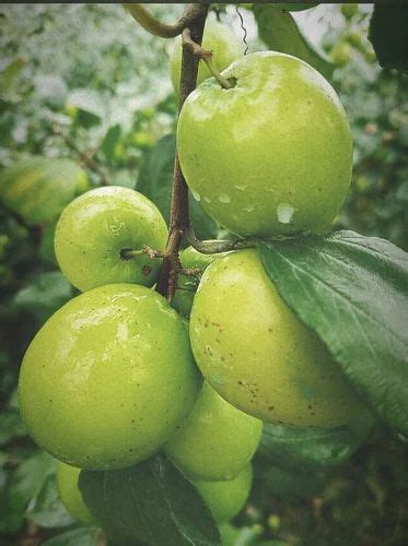 Fruit Plant Ball Sundari Apple Ber Plant Wholesaler From North