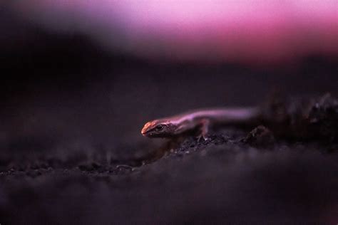 ITAP of a Northern Grass Skink : r/NewZealandWildlife