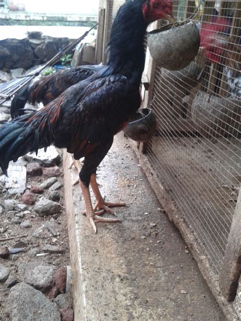 Tempat Jual Beli Ayam Bangkok Aduan Tarung Jago