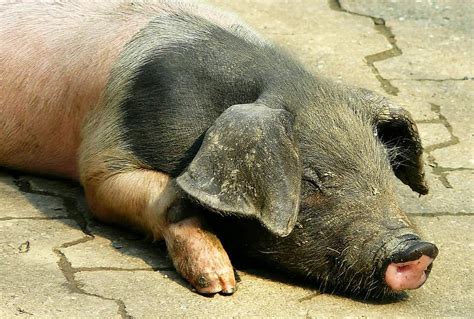 Babi Anak Babi Selamat Babi Menabur Binatang Hewan Tanah