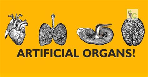 Artificial Organs Is Key for the Transplantology—Organ Transplant | Organ transplant, Organs ...