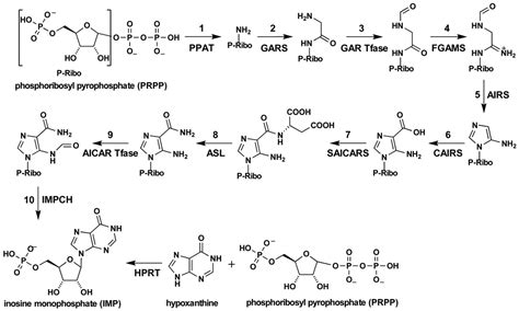 Reversible Compartmentalization Of De Novo Purine Biosynthetic