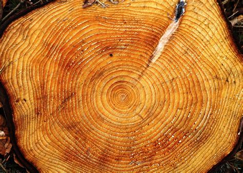 Tree Ring Age Free Photo On Pixabay