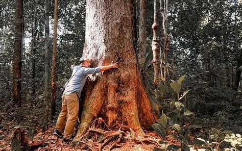 Mengenal Pohon Ulin Kayu Besi Yang Dibanggakan Suku Dayak Tokoh