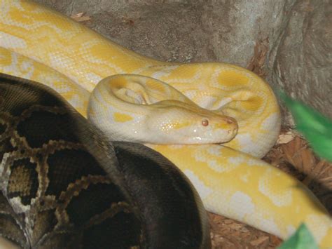 The Online Zoo Burmese Python