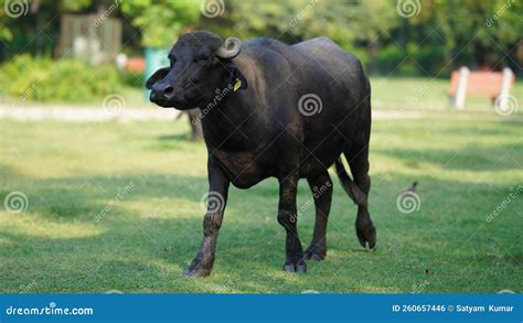 Running Buffalo Silhouette Stock Photos - Free & Royalty-Free Stock Photos from Dreamstime