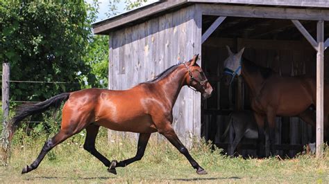 Le Trotteur Fran Ais Une Race De Cheval Au Grand C Ur