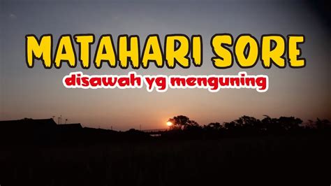 Melihat Matahari Sore Diareal Sawah Yang Sudah Menguning Youtube