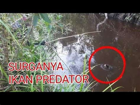 Inilah Yang Terjadi Jika Mancing Di Sungai Kalimantan Youtube