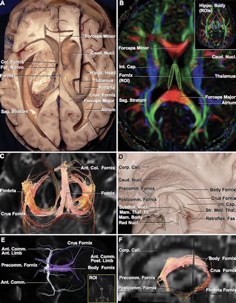 Fornix Function The commissure of the fornix also serves to connect the two