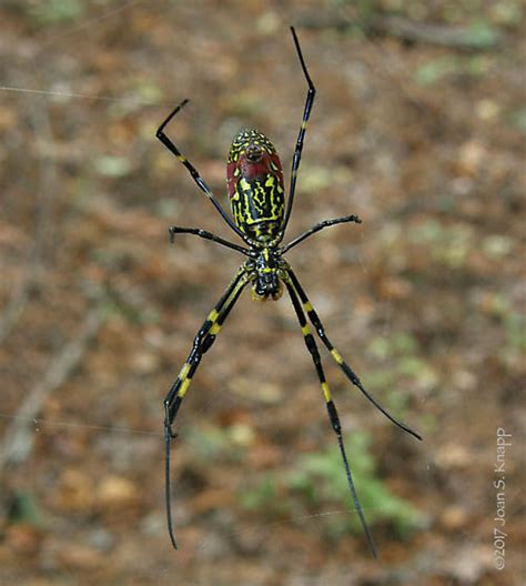 Nephila Clavata Joro Spider Trichonephila Clavata Bugguidenet