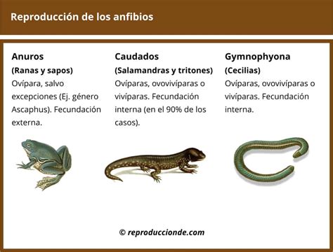 Reproducci N De Los Anfibios Ranas Salamandras Y Cecilias