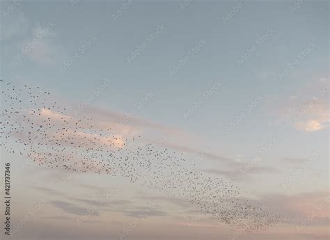 Beautiful large flock of starlings. A flock of birds fly during summer ...