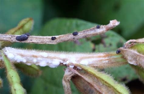 White Mold Disease On Flowers University Of Maryland Extension