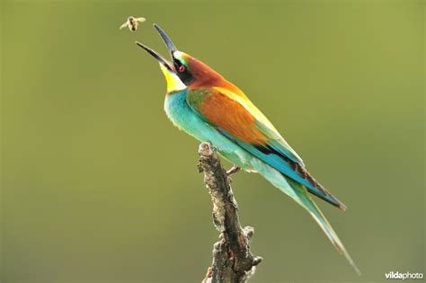 Alles Over Zeldzame Dieren In België Home