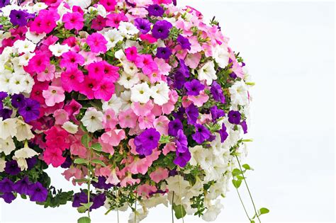 Petunia Hanging Basket Care - How to Grow Enviable Displays!