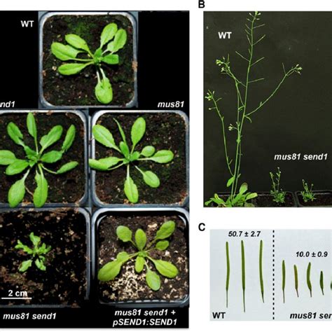 Arabidopsis Gen1 And Send1 T Dna Insertion Mutants Download