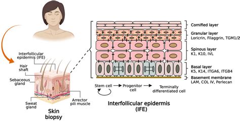 Frontiers Differentiation Of Pluripotent Stem Cells For Modeling Human Skin Development And