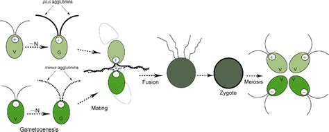 Sexual Reproduction And Sex Determination In Green Algae Semantic Scholar