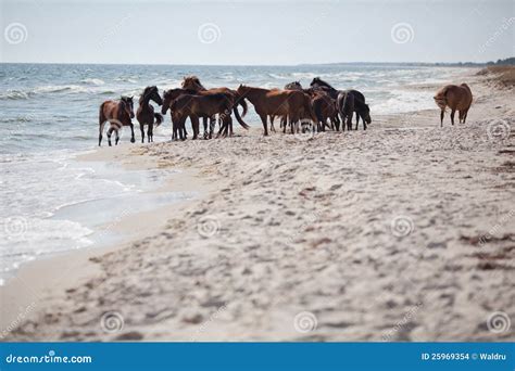 Wild horses on the beach stock photo. Image of rural - 25969354