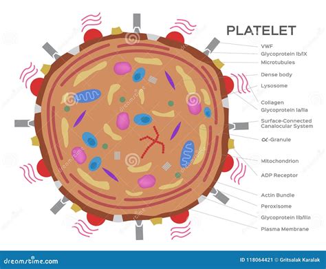 Thrombocytes Structure