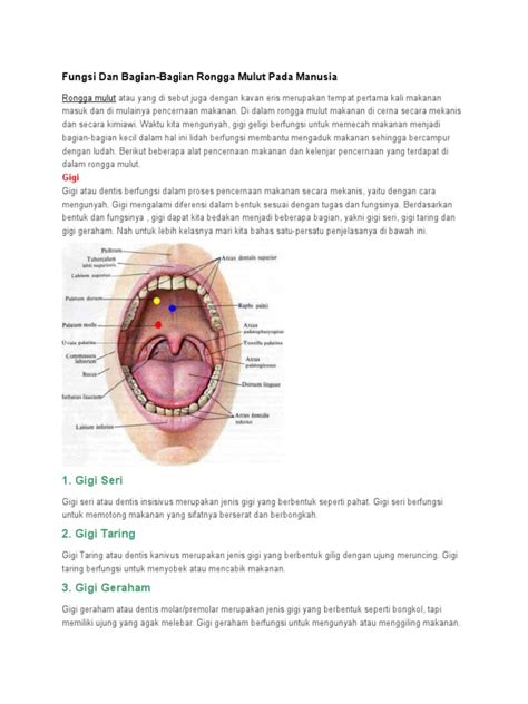 Fungsi Dan Bagian Mulut