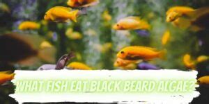 What Fish Eat Black Beard Algae? (Popular Fish That Eat)