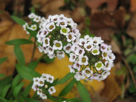 Sweet Alyssum Lobularia Rotary Botanical Gardens