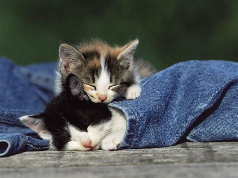 Selective photography of kittens sleeping HD wallpaper | Wallpaper Flare