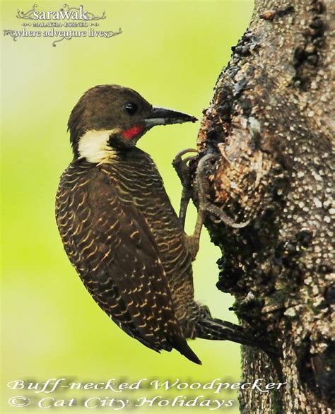 Maludam National Park 马鲁丹国家公园 造访砂拉越 砂拉越旅游局