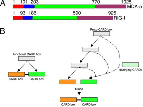 Evolution Of Mda Rig I Dependent Innate Immunity Independent