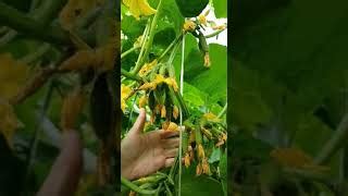 Огурец Изумрудная семейка: отзывы, описание сорта, фото, видео, отзывы ...