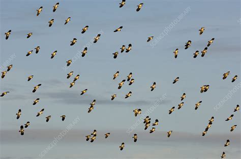 Flock Of Lapwing In Flight Stock Image C Science Photo