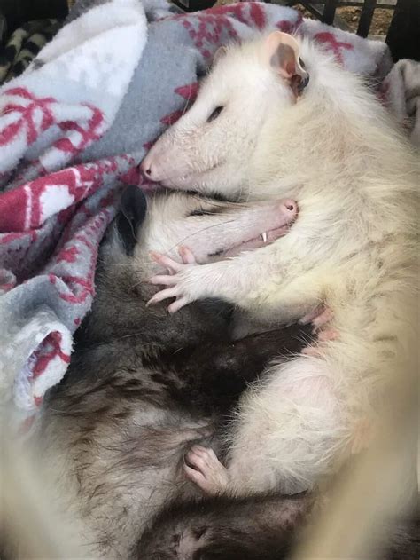 Looks Like Someone Found Their O̶t̶t̶e̶r̶ Opossum Half Ropossums