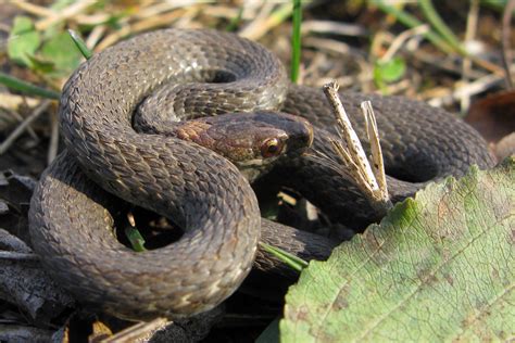 File:Redbelly Snake - Storeria occipitomaculata occipitomaculata.jpg - Wikimedia Commons