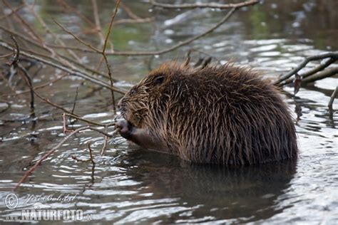 Bobor európsky eurázijský vodný | Naturfoto