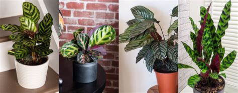 How To Care For Your Calathea Living House