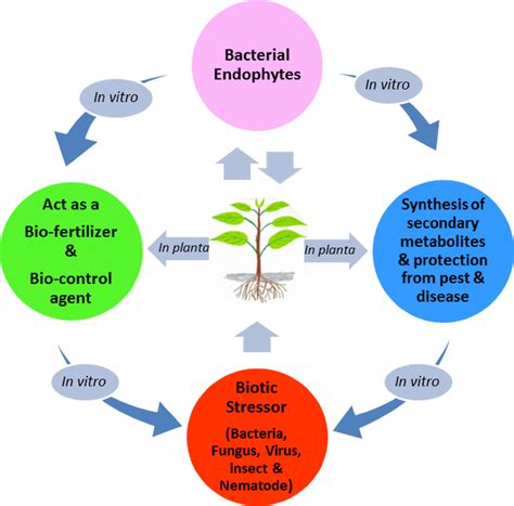 Endophytic Bacteria In Biotic Stress Alleviation Download Scientific