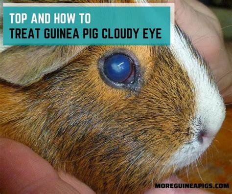 Bumblefoot In Guinea Pigs Signs Causes Treatment And Preventison