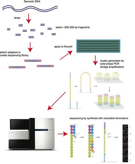 Sequencing-by-Synthesis: Explaining the Illumina Sequencing Technology (Bitesize Bio ...