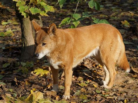 Dog and Dingo DNA sequences | Podcasts | Naked Scientists