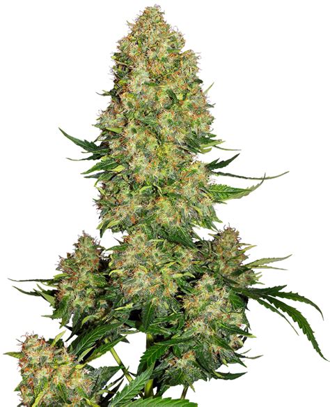 Skunk 1 Semillas Autoflorecientes Sensi Seeds