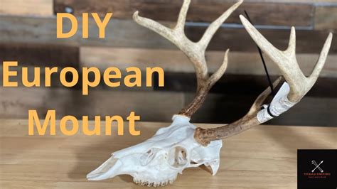 Diy European Mount Simple Way To Whiten A Deer Skull Graphic Youtube