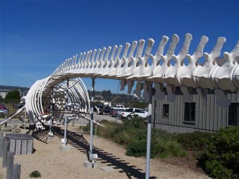 Blue Whale Skeleton in Santa Cruz, CA - Virtual Globetrotting