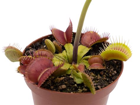 Dionaea GJ Stegosaurus Photos